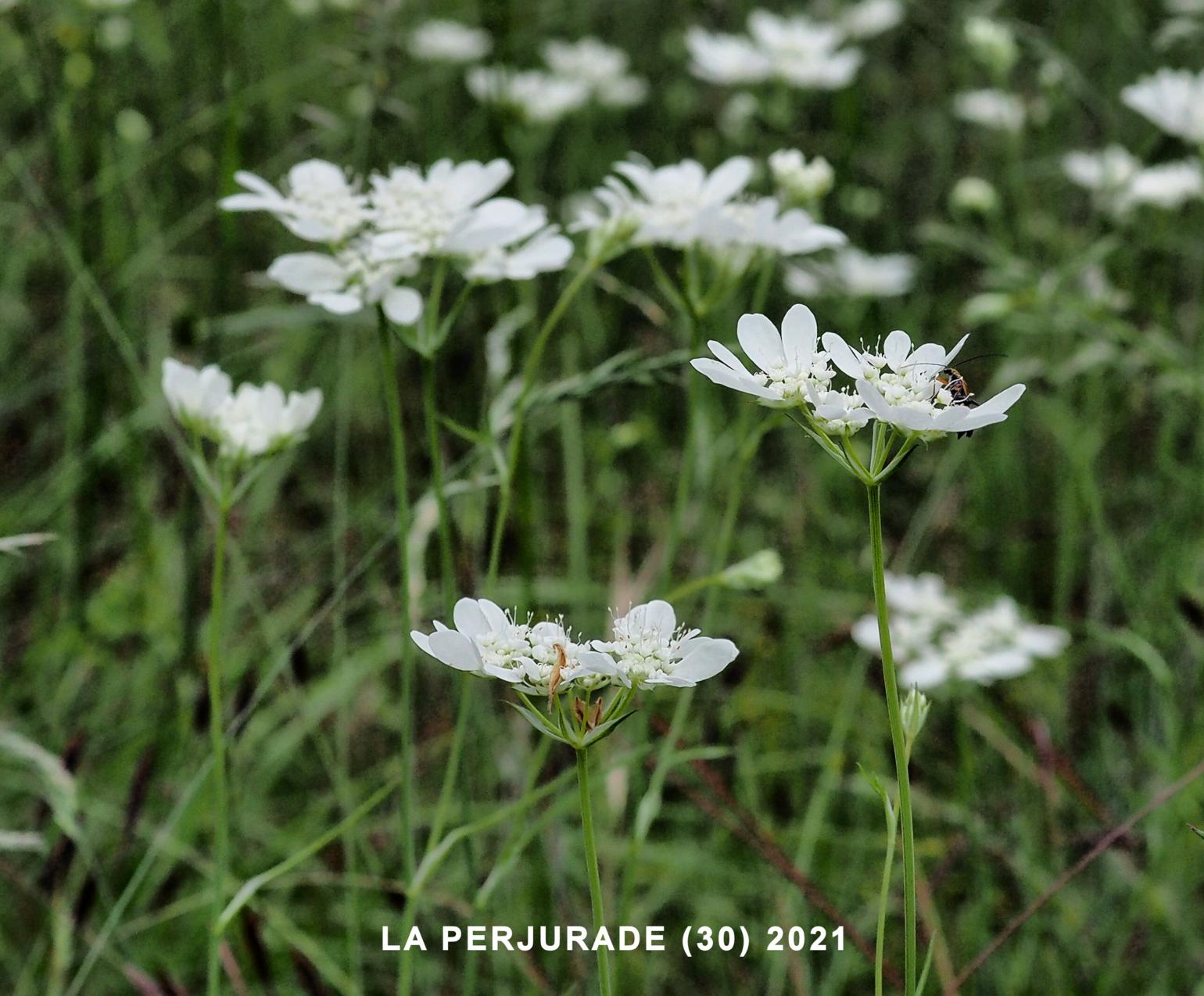 White Lace-flower